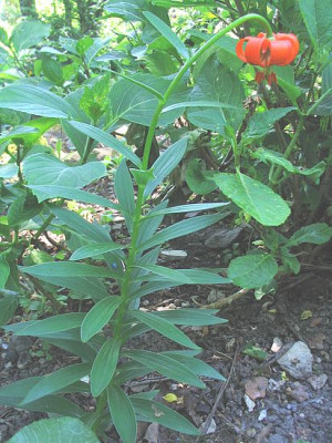 Lilium_immer_noch_unbekannt_1.jpg