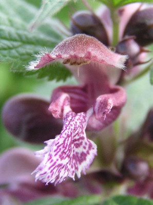 lamium_orvala_bluete.jpg