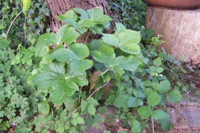 Podophyllum_peltatum.jpg