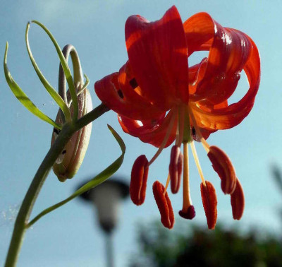 Lilium_pumilum_2006-06-15_002.JPG