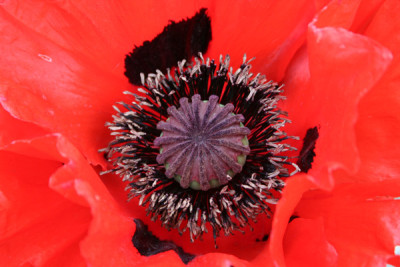 Roter-Mohn-1.jpg