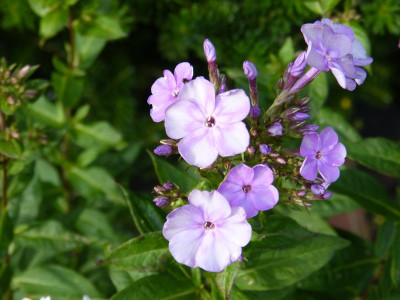 2015-07-30 Phlox Sämling.jpg