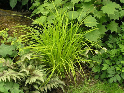 Carex_elata_Bowles_Golden_k.jpg