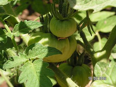 tomaten01.jpg