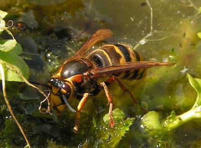 Dolichovespula_media_-_Mittlere_Wespe_05.jpg