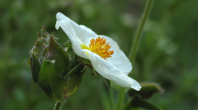 Cistus_monspeliensis.jpg