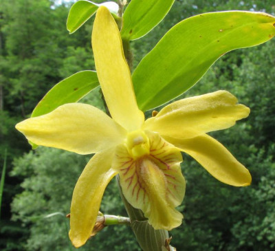 ORCHID_II.jpg