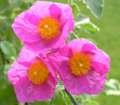 Cistus_albidus_Bluete_k.jpg