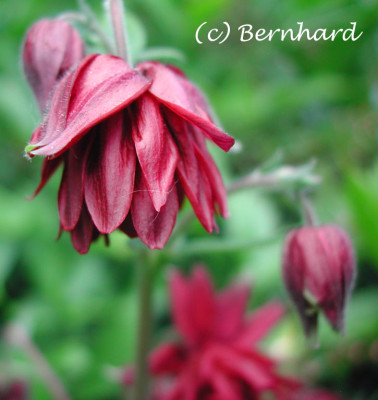 aquilegia_rot_zufall2.jpg