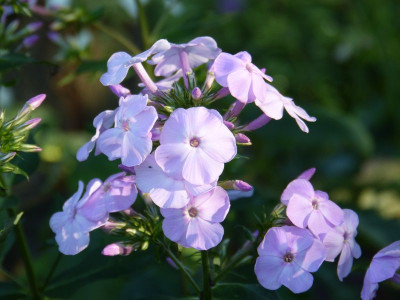 2015-08-03 Phlox 'Königin der Nacht'.jpg