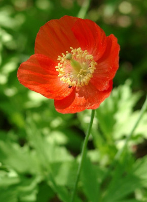 05180011_eMeconopsis_cambrica_var_aurantiaca.JPG