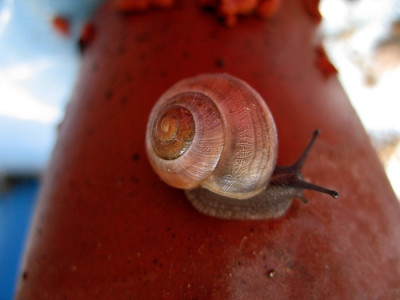 new_Kupferf.Schnecke.jpg