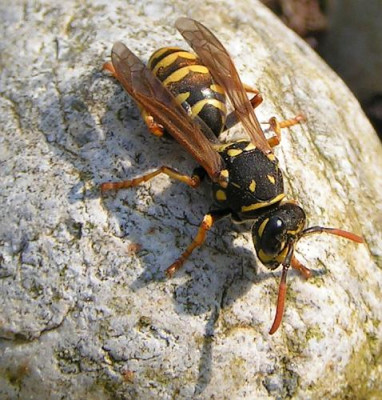 Polistes_dominulus_-_Gallische_Feldwespe_02.jpg