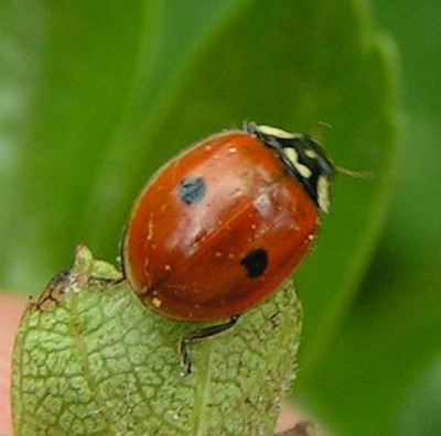 Adalia_bipunctata_-_Zweipunkt_01.jpg