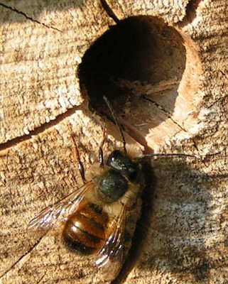 Osmia_rufa-_Rote_Mauerbiene_03.jpg