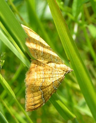 Camtogramma_bilineata_-_Ockergelber_Blattspanner_01.jpg