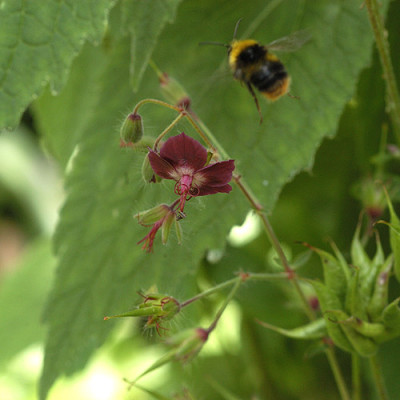 hummel_phaeum__5608.jpg