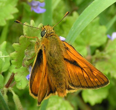 Hesperia_comma_-_Kommafalter_01.jpg