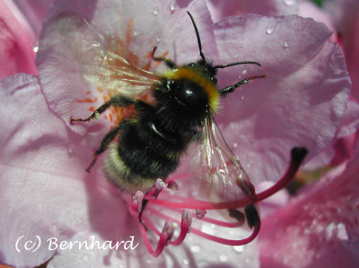 hummel_rhododendron.jpg