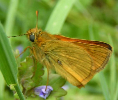 Hesperia_comma_-_Kommafalter_02.jpg