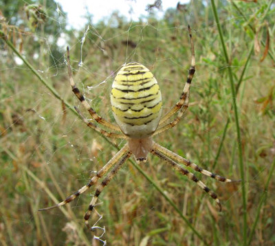 SPINNE_FR_2807_VI.jpg