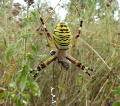 SPINNE_FR_2807_V.jpg