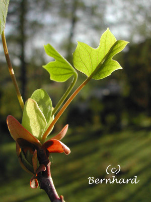 liriodendron_austrieb.jpg