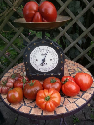 Tomaten 3.09.2015.jpg