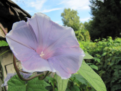 Ipomoea nil graulila 150918.jpg