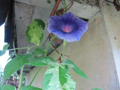 Ipomoea nil panaschiert 150918.jpg