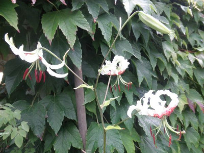 Lilium speciosum var. gloriosoides 2.jpg