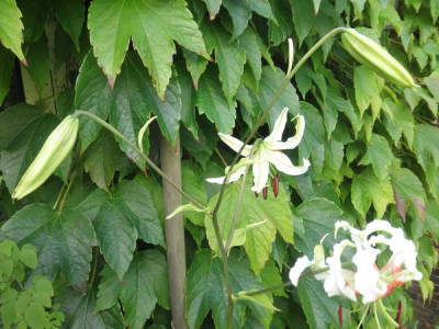 Lilium speciosum var. gloriosoides 1.jpg