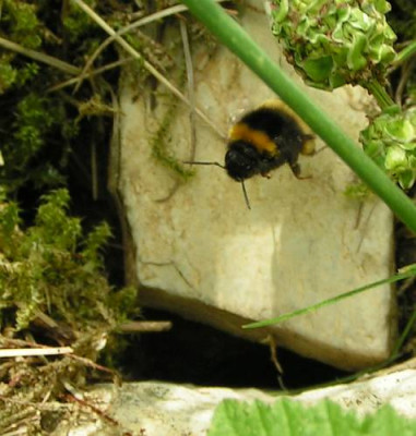 Bombus_terrestris_-_Erdhummel_12a.jpg