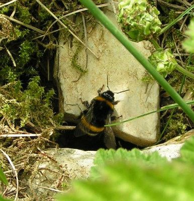 Bombus_terrestris_-_Erdhummel_12b.jpg