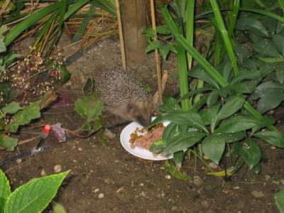 Kleiner_Igel_beim_Nachtessen.jpg