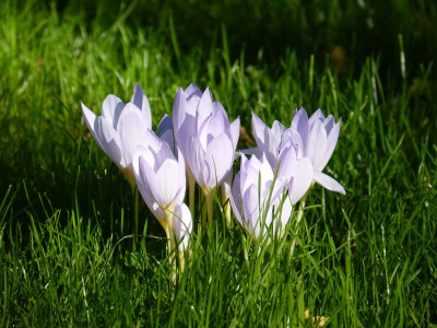 2015-10-02 Crocus 1.jpg