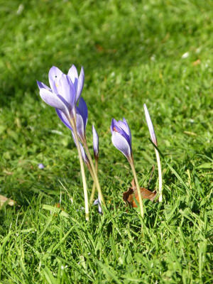 2015-10-02 Crocus 2.jpg