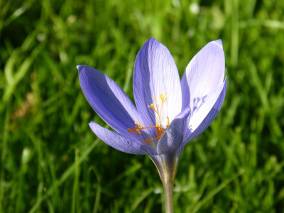 2015-10-02 Crocus 3.jpg