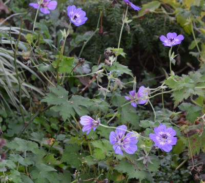 Geranium-HavannaBlues.15-2.jpg