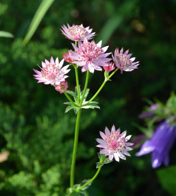 Astrantia-Roma.15-2.jpg