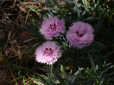 dianthus_plumarius_2015-10-03_209.jpg