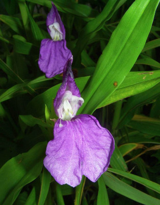 Roscoea_06.jpg