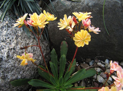 IMG_6452_Lewisia_5Okt2015_.jpg