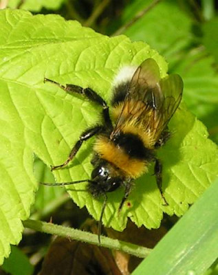 Bombus_hortorum_-_Gartenhummel_01.jpg