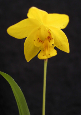 Spathoglottis_ixioides_2006-08-12.JPG