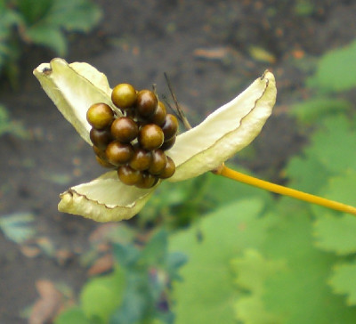 Iris domestica Beeren.jpg