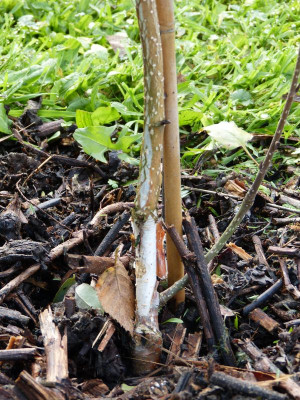 2015-10-18 Betula utilis 'Grayswood Ghost'.jpg