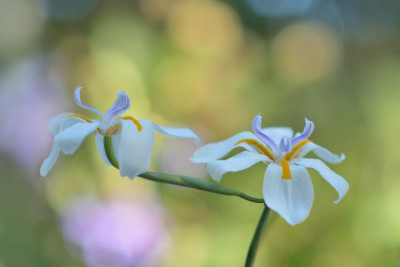 Dietes-grandiflora-Aug0613-6.jpg