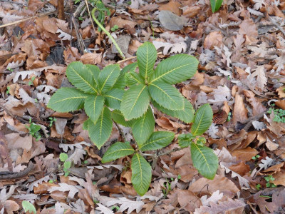 2015-12-27 Quercus pontica.jpg