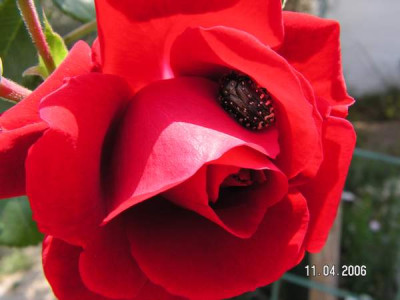 rose_rot_rosenkaefer.jpg